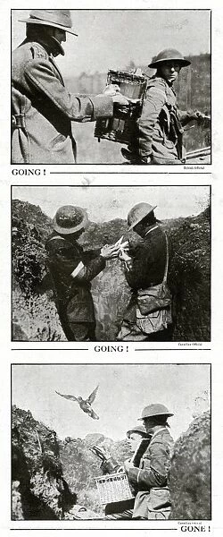 Pigeons for message-carrying WWI