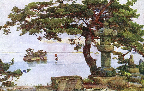 Pine Tree at Matsushima, Japan