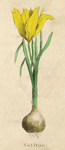 Plants  /  Crocus Sativus