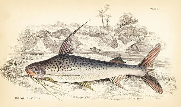 Platynematichthys notatus catfish