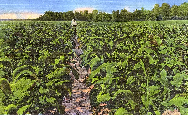 Postcard booklet, southern tobacco field, USA