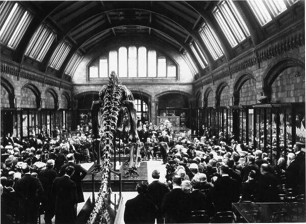 Presentation of Diplodocus, May 1905