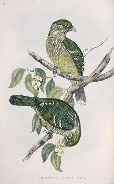Ptilonorhynchus violaceus, satin bowerbird