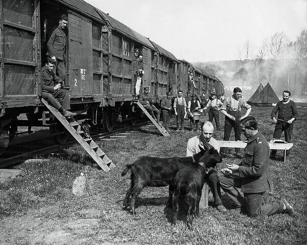 Railway construction, Western Front, France, WW1
