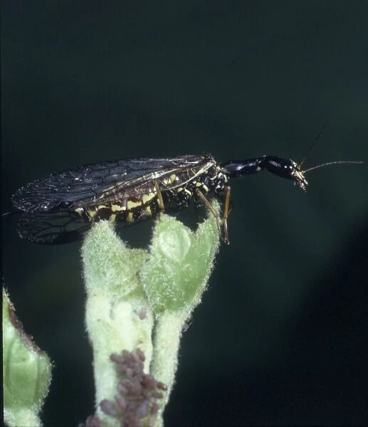 Raphidia sp. snakefly