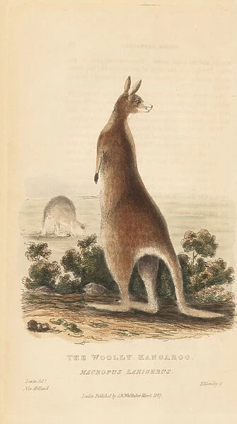 Red kangaroo, Macropus rufus