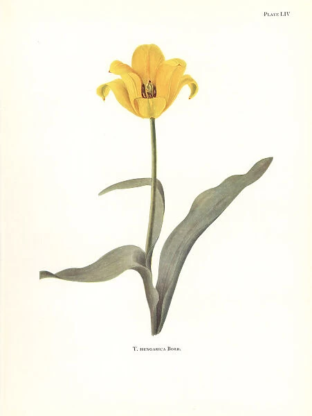 Rhodope tulip, Tulipa hungarica