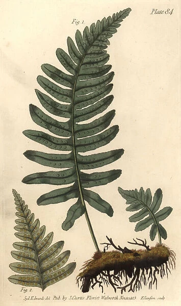 Rockcap fern or polypody, Polypodium vulgare, Filices