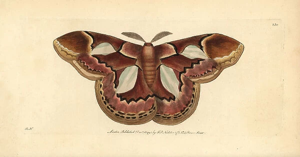 Rothschild moth, Rothschildia erycina