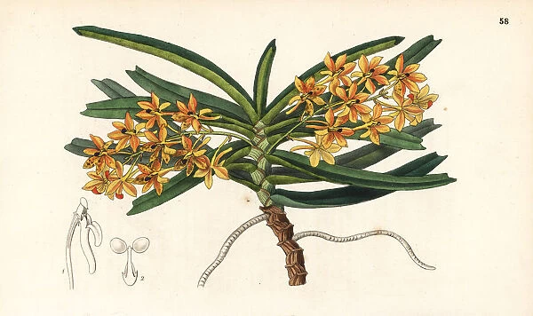 Rust-red ascocentrum orchid, Ascocentrum miniatum