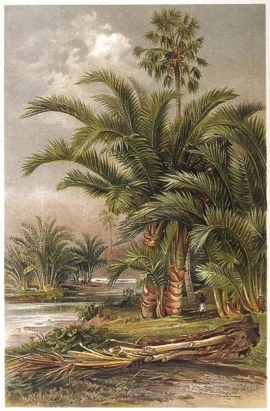 Sago Palm Trees 1913