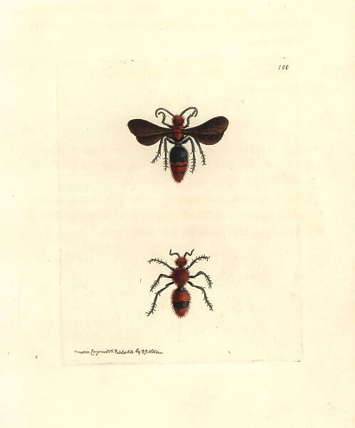 Scarlet mutilla wasp, Mutilla coccinea