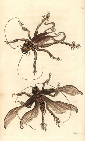 Schizodactylus monstrosus cricket