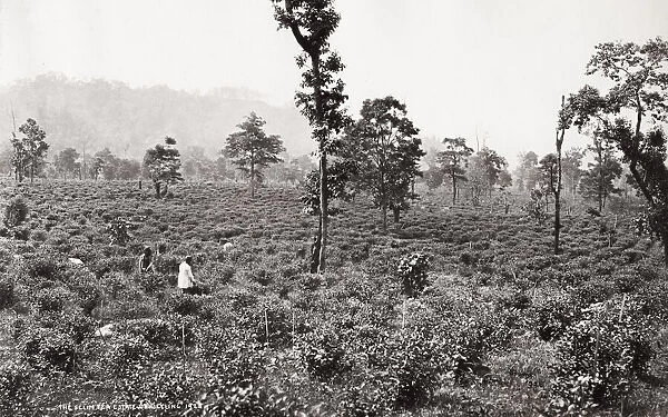 The Selim tea estate, plantation, Darjeeling, India