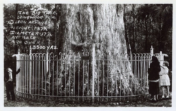The Senator - Big Tree Park, Longwood, Florida, USA