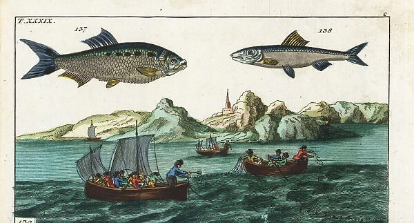 Shad, anchovy, and fishermen fishing with nets