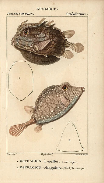 Shaw's cowfish, Arcana aurita, and triangular