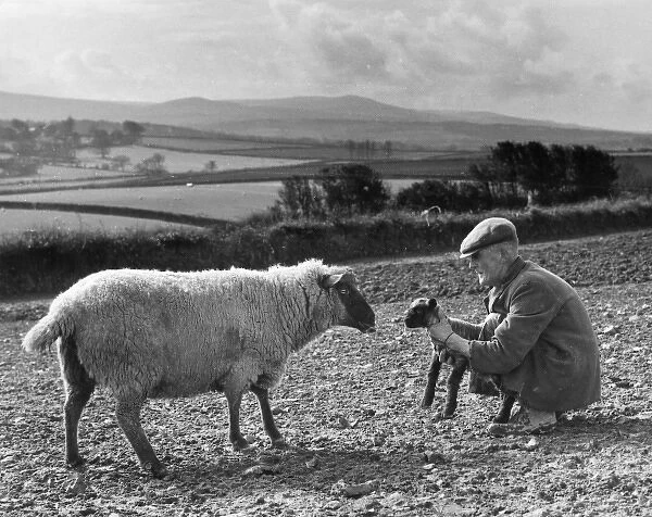 Shepherd with lamb and sheep, Devon