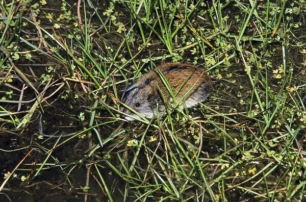 Siberian Lemming - adult crosses a puddle (Lemmings