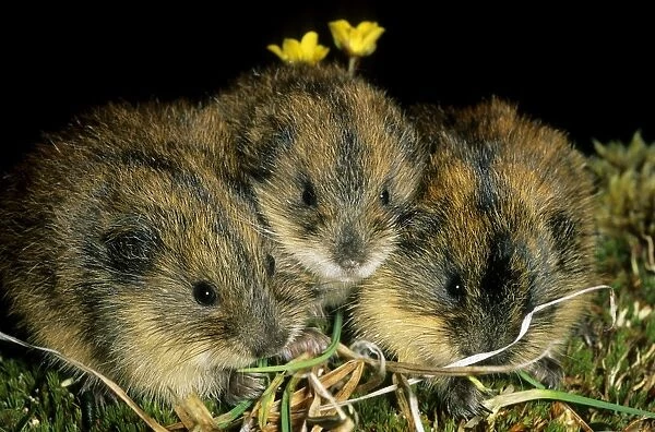 Siberian Lemmings - Three young nibble grass