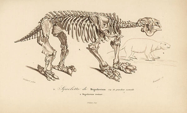 Skeleton of a megatherium, extinct giant ground sloth