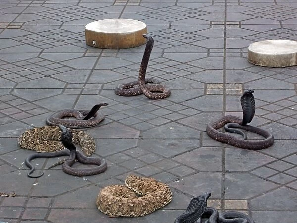 Snake charming in Marrakech, Morocco