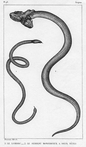 Snake with Two Heads