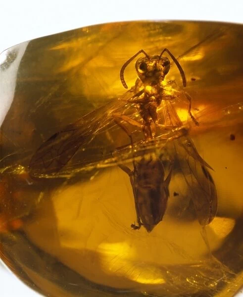 Social wasp in amber