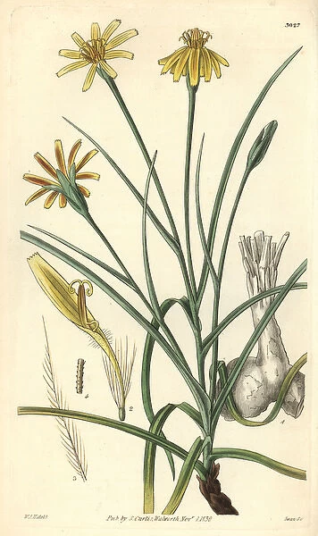 Soft vipers grass, Scorzonera mollis