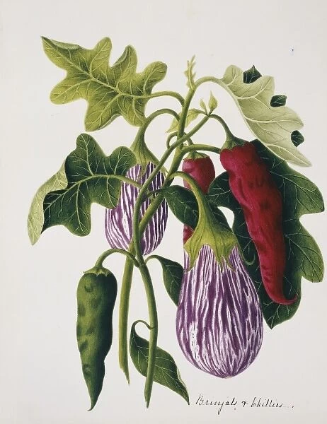 Solanum melongena, eggplant and Capsicum sp. chilli