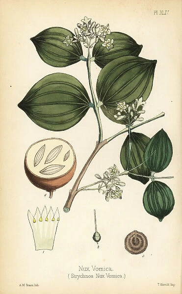 Strychnine tree or poison nut, Strychnos nux-vomica