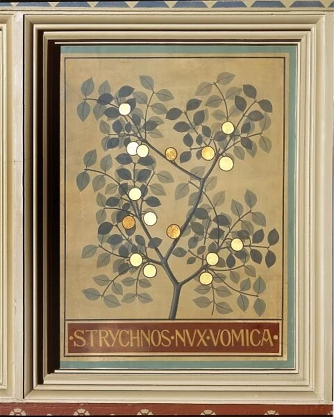Strychnos nux vomica, strychnine tree