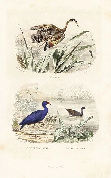 Sunbittern, purple swamphen and common moorhen