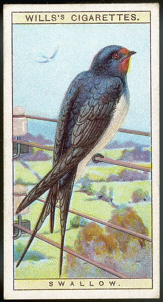 Swallow  /  Cig. Card  /  1915