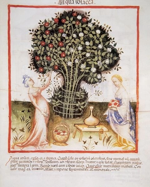 Tacuinum Sanitatis. Women taking roses to make rose water wi