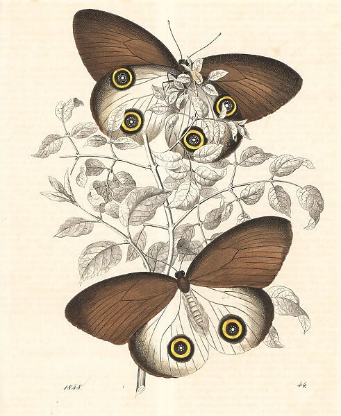 Taenaris urania butterfly