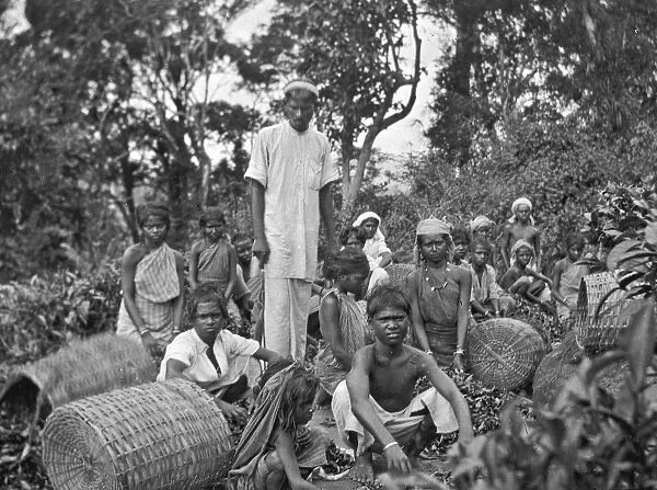 Tea plantation workers, Sri Lanka