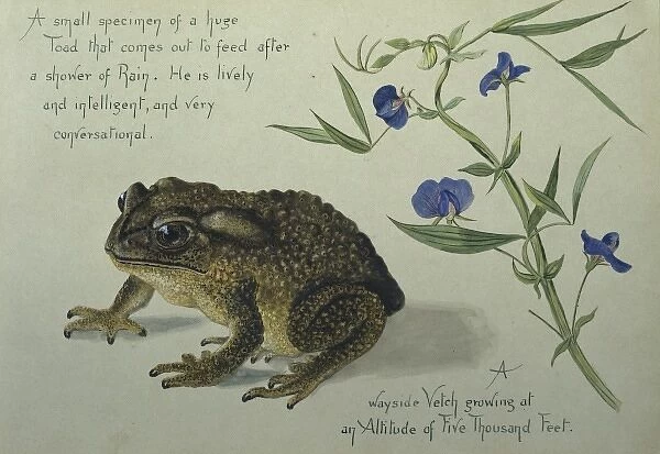 A Toad. Watercolour by Olivia Fanny Tonge 1858-1949