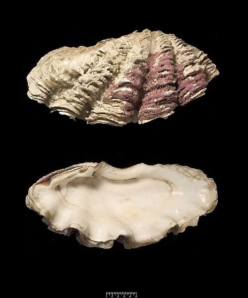 Tridacna gigas, giant clam