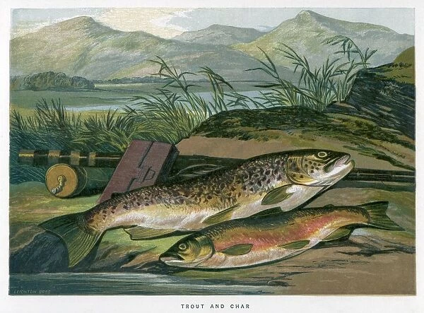 A Trout and a Char