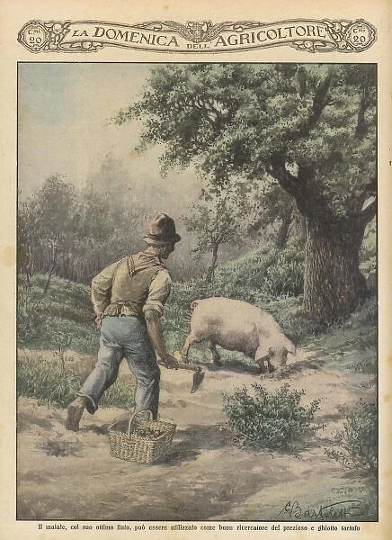 Truffle Hunt Pig 1929
