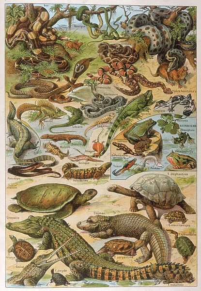 Various Reptiles  /  1913