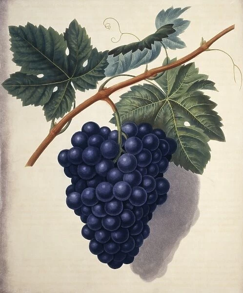 Vitis sp. Black Hamburgh grape