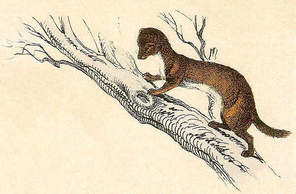 Weasel in a Tree Date: 1880