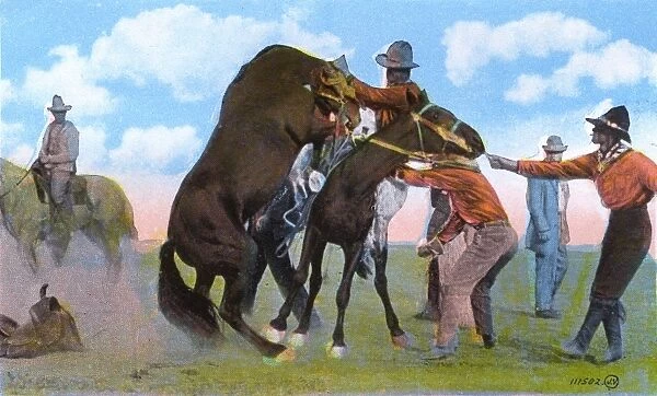 Western Canada - Cowboy saddling an outlaw