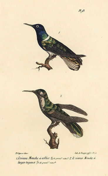 White-necked jacobin and grey-breasted sabrewing