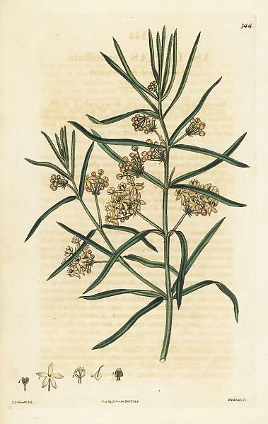 Whorled milkweed or whorl-leaved swallow-wort