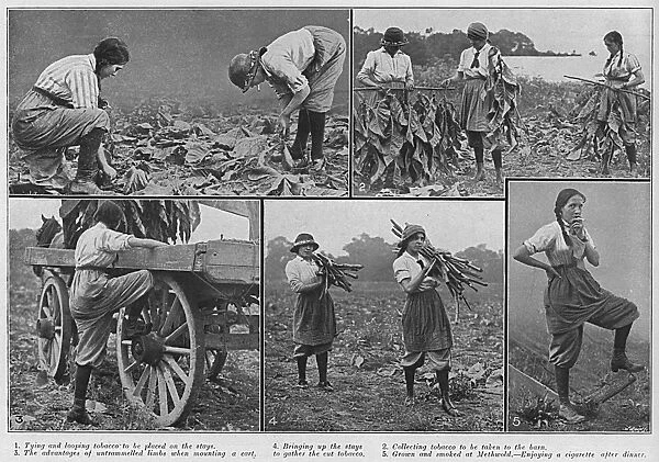 Women working on a tobacco farm, Norfolk, WW1