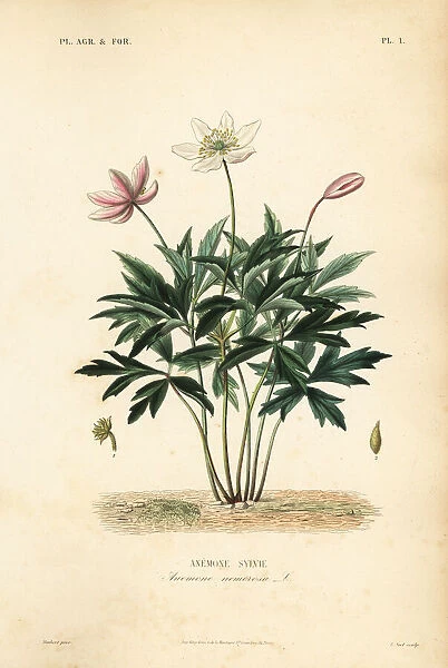 Wood anemone or windflower, Anemone nemorosa