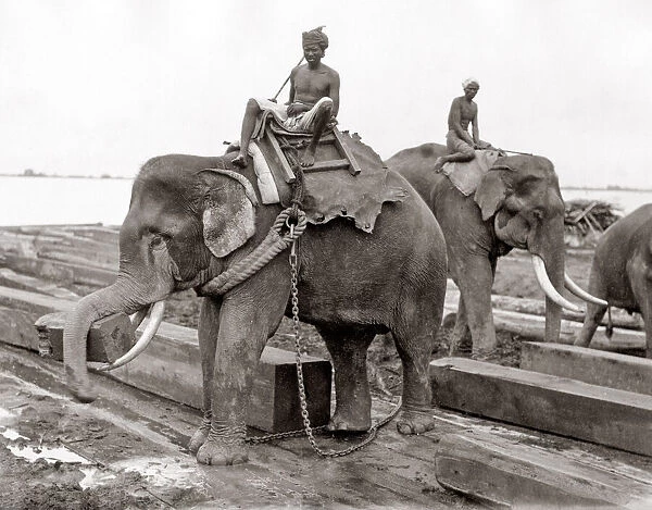 Working elephant, timber yard, Burma, India, c. 1880 s